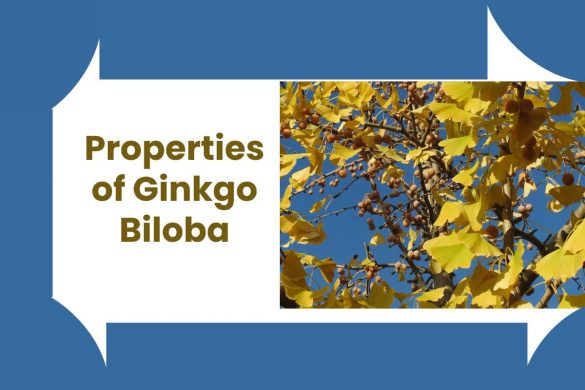 Properties of Ginkgo Biloba
