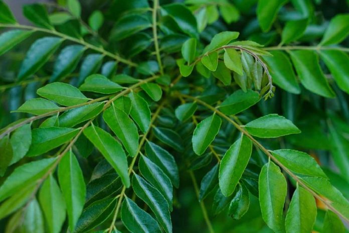 Curry Leaves