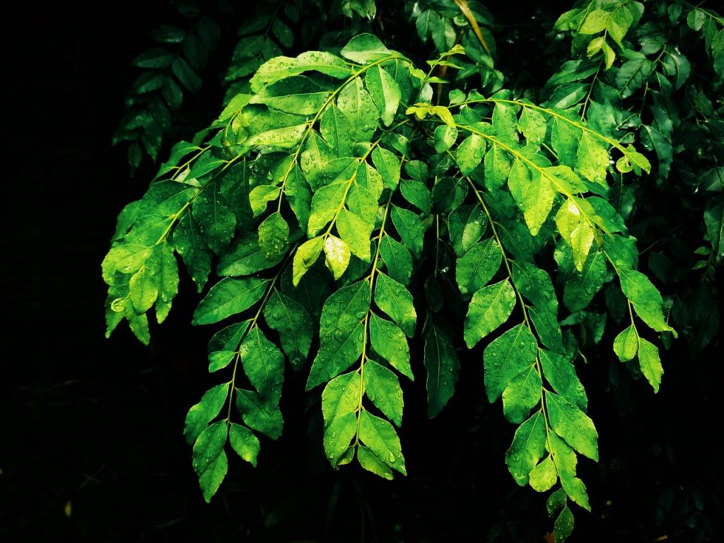 Curry Leaves