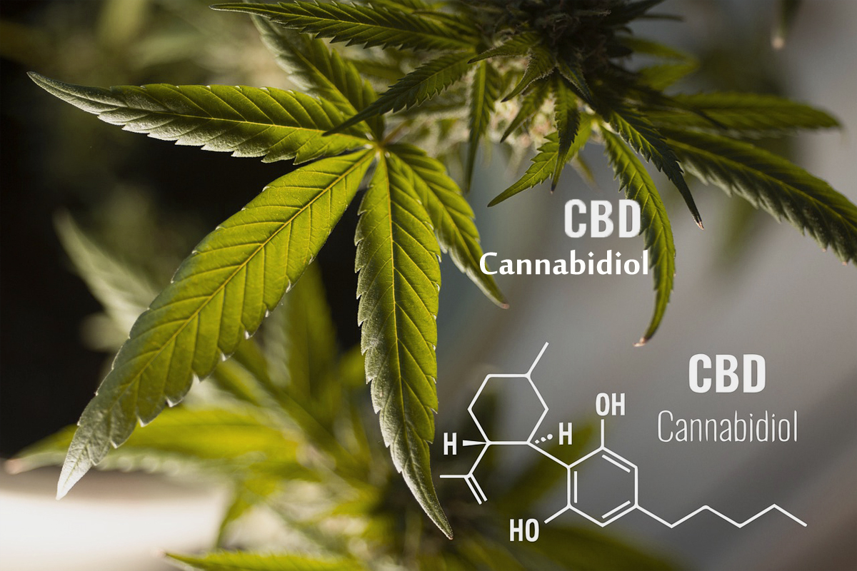 CBD + Write For Us, Cannabis, Hemp Products | Guest Post