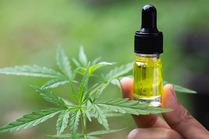 Questions To Ask Before Buying CBD Oil For Pets