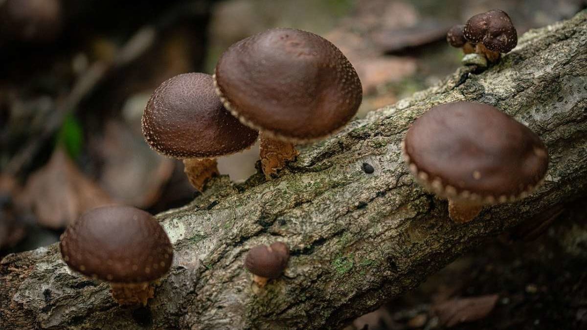An Amazing Mushroom: 5 Shiitake Mushroom Health Benefits