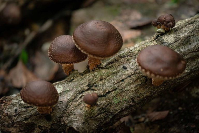 An Amazing Mushroom: 5 Shiitake Mushroom Health Benefits