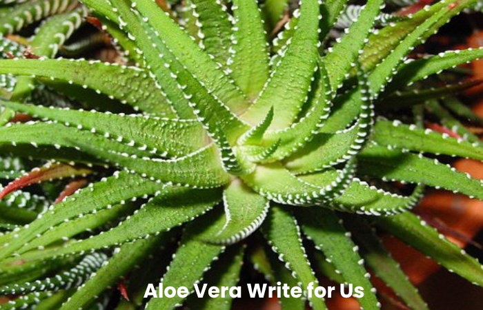 Aloe Vera Write for Us