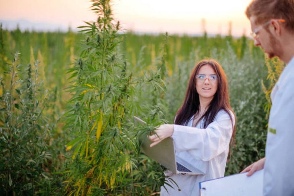 Medical Marijuana Doctor