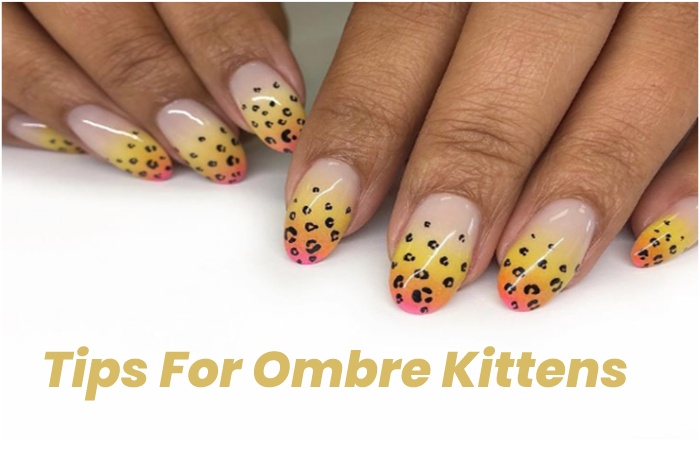 Tips For Ombre Kittens