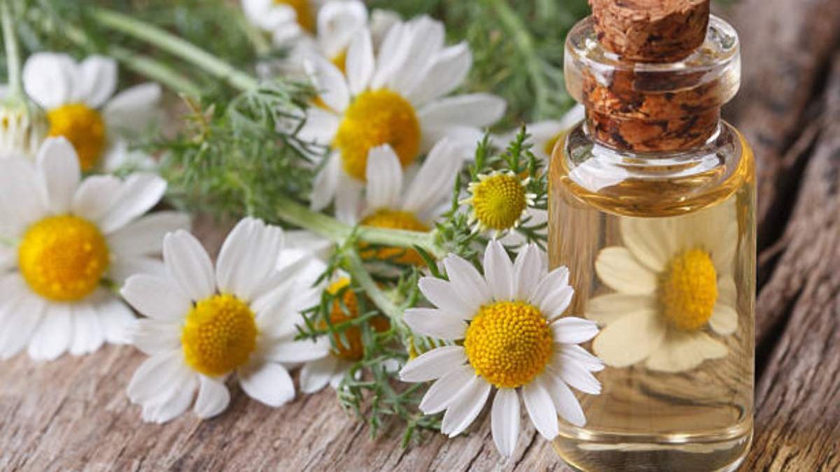 Chamomile Essential Oil Uses for Hair