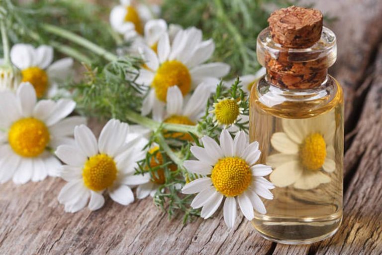 Chamomile Essential Oil Uses for Hair