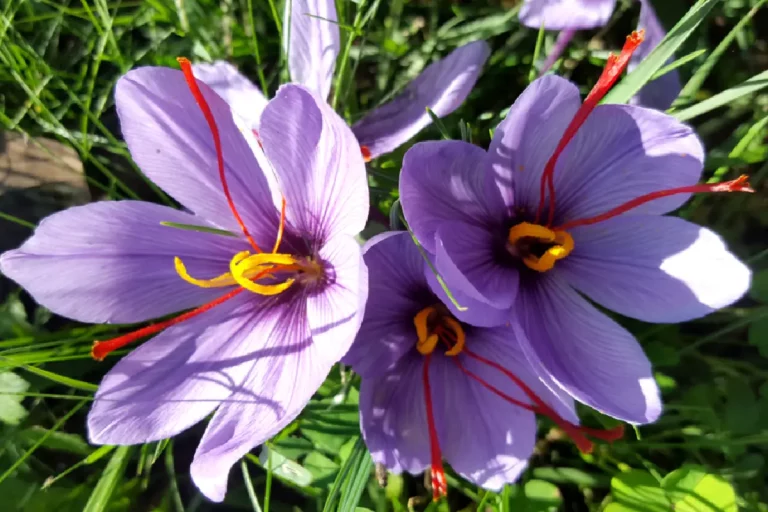 Do You Know the Health Benefits of Saffron?