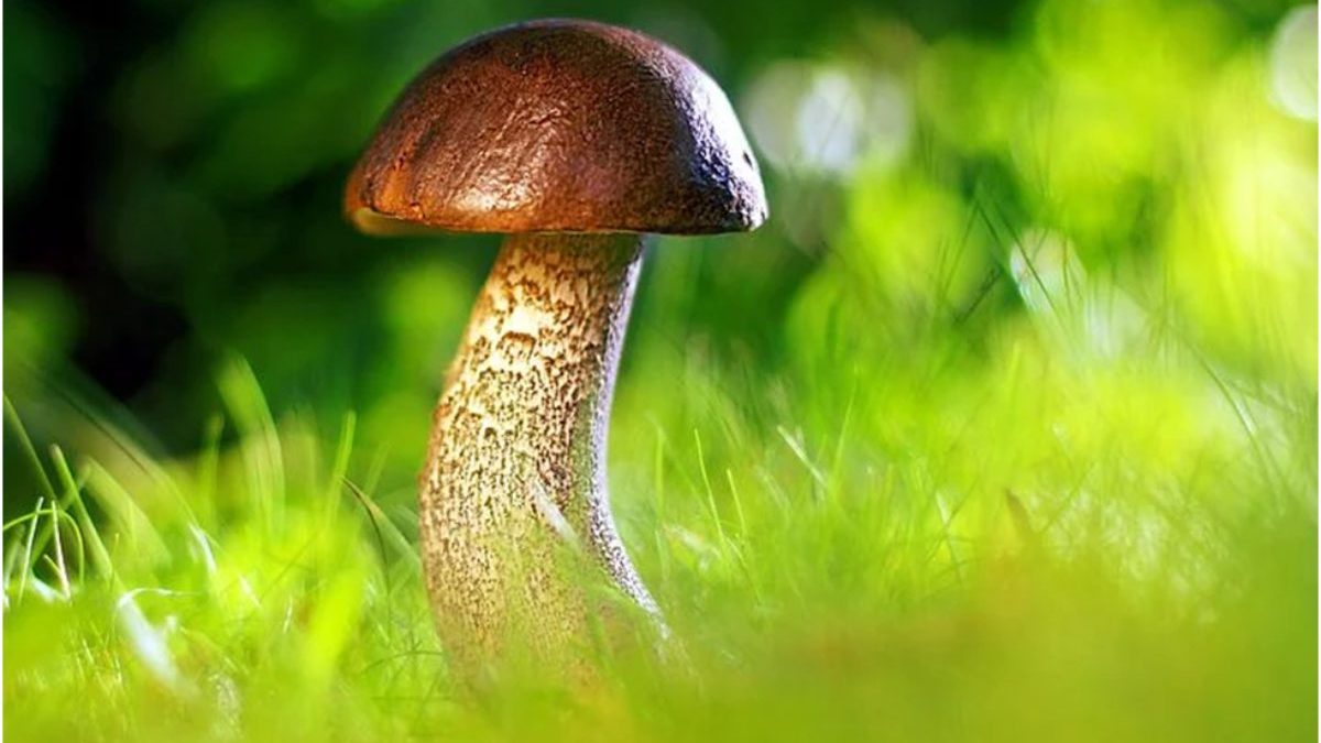 Discovering The Benefits Of Healing Mushrooms