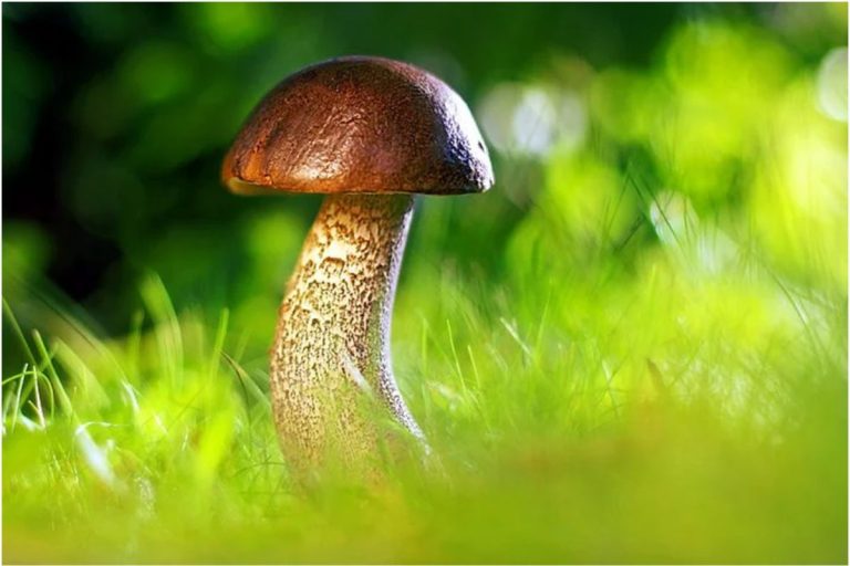 Discovering The Benefits Of Healing Mushrooms