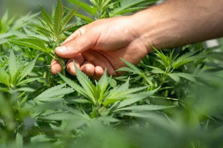 Exploring the Cannabis Lifestyle: A Guide to Enjoying Responsible Use