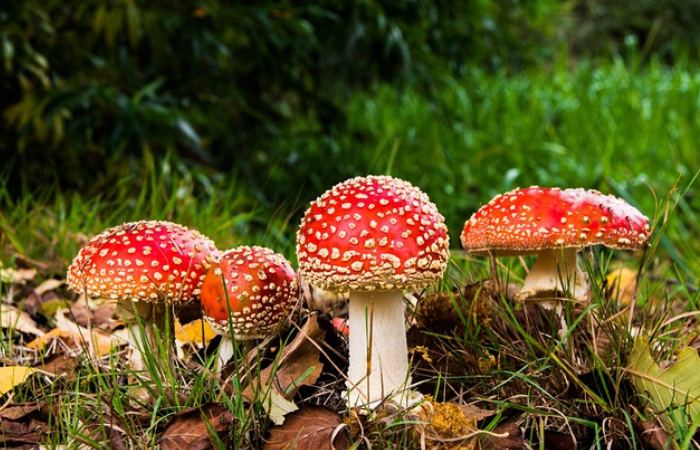 Factors To Ensure Before Investing In Sero Mushrooms This 2024