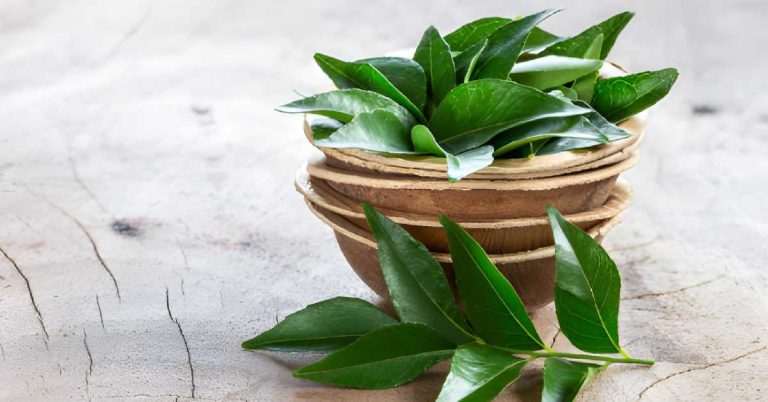 Curry Leaves – What are its Properties, Benefits, And Uses