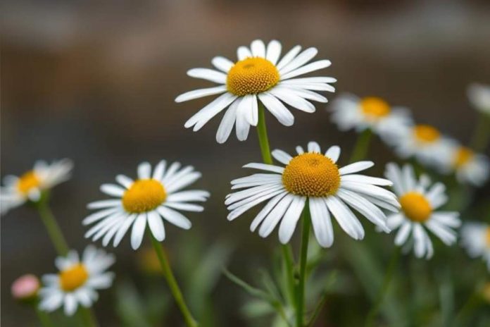 Chamomile