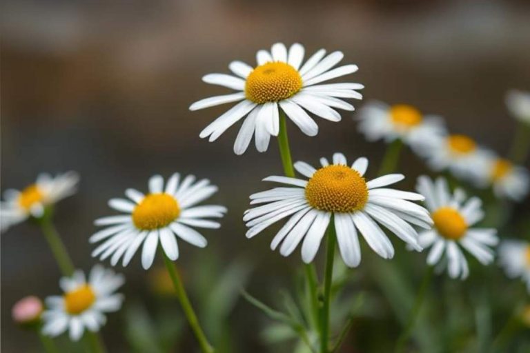 Chamomile Essential Oil Uses for Hair