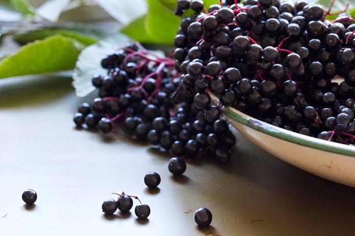 Heartland Elderberry Farms