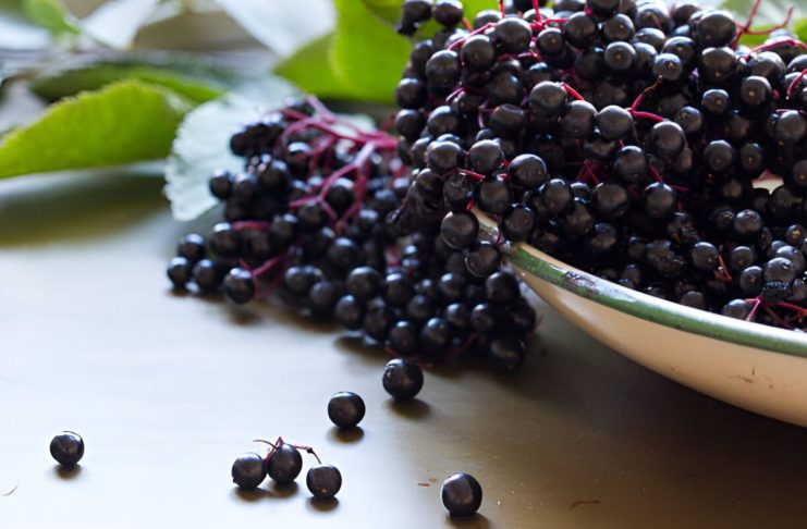 Heartland Elderberry Farms