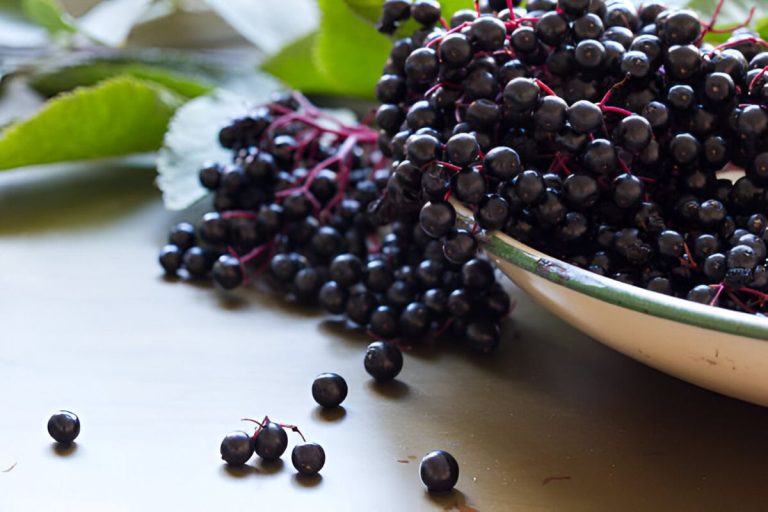 Discovering the Magic of Heartland Elderberry Farms: The Ultimate Guide